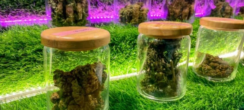 Entdecken Sie im IBVape Shop die besten e-liquid cbd Optionen, Testberichte, Tipps und Angebote